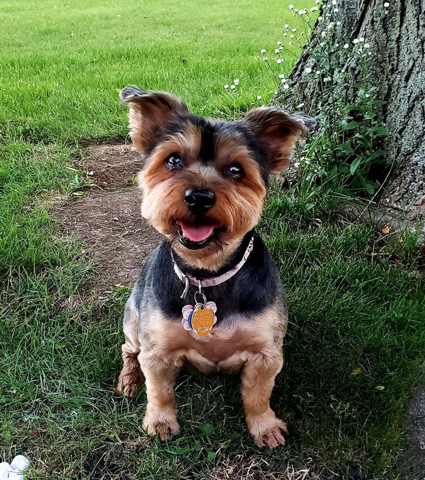 Buffy
